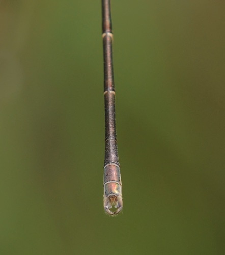 Lestes congener (Spotted Spreadwing) - male